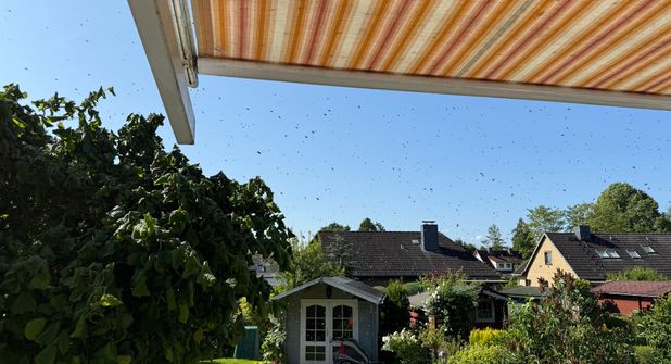 Ein Bienenschwarm sucht ein neues zuhause.