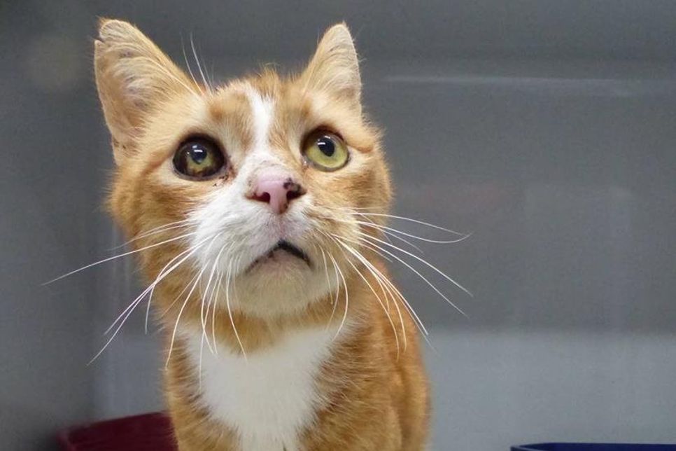 Wer vermisst dieses alte Katerchen?