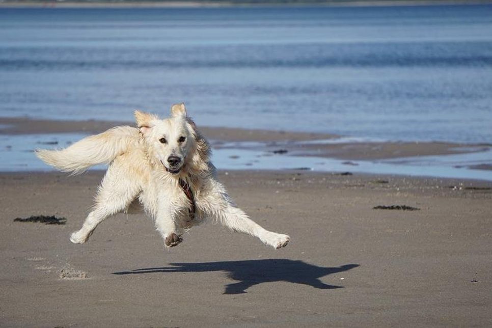 Ab jetzt können sich die Vierbeiner am Strand so richtig austoben.
