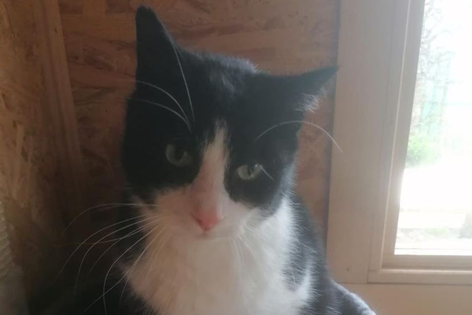 Bei Interesse bitte bei Tiere in Not unter Tel. 04362/7733 melden.