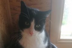 Bei Interesse bitte bei Tiere in Not unter Tel. 04362/7733 melden.