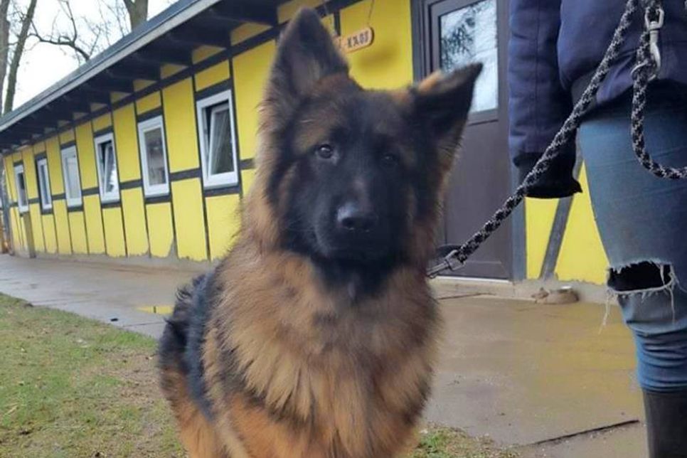 Dieser Altdeutsche Schäferhund wurde herrenlos aufgefunden.