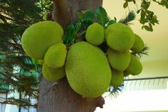 Die tropische Frucht Jackfruit wächst an Bäumen: so sieht sie aus.