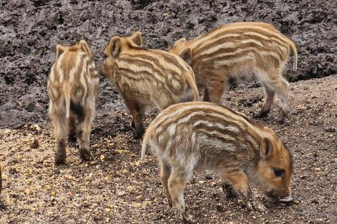 Einfach sau-niedlich: die Frischlinge im Kellenhusener Wildschweingehege.