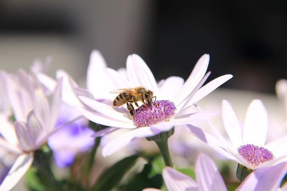 BUND Schleswig-Holstein weist zum Weltbienentag auf das massenhafte Sterben von Wildbienen und anderen Insekten hin.
