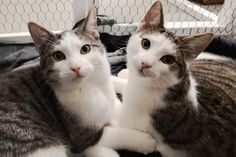 Für diese zwei Fellnasen wird ein gemeinsames Zuhause gesucht.