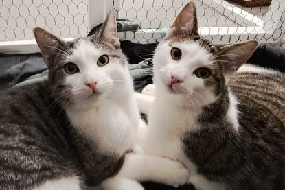 Für diese zwei Fellnasen wird ein gemeinsames Zuhause gesucht.