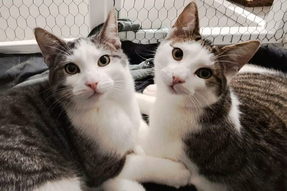 Für diese zwei Fellnasen wird ein gemeinsames Zuhause gesucht.