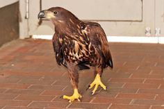 Dieser junge Plöner Seeadler war in einem Durchgang zur Fußgängerzone gestrandet. Noch unentschieden wandert er in Richtung Stadtgrabenparkplatz und wird im nächsten Moment – Glückauf! – wieder abheben.