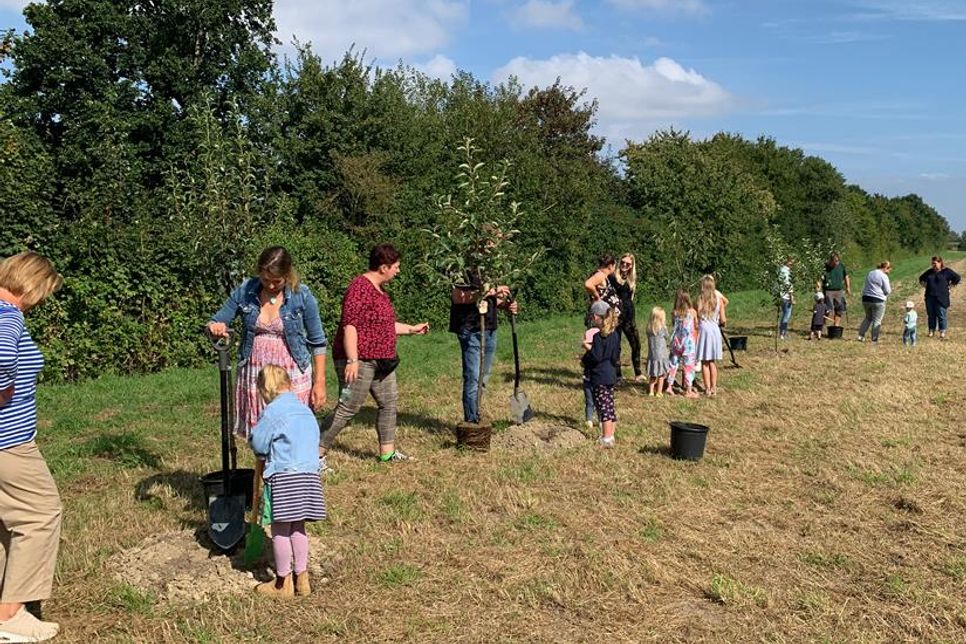 Die ersten Reihen waren dank Unterstützung des Bauhofs im Nu gepflanzt.