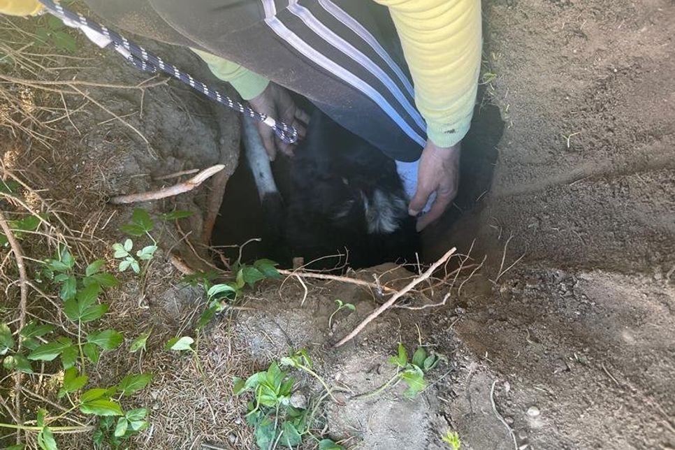 Die schwangere Hündin „Beat“ steckt im Garten unter einer Wurzel einer Tanne im Erdloch fest.