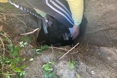 Die schwangere Hündin „Beat“ steckt im Garten unter einer Wurzel einer Tanne im Erdloch fest.