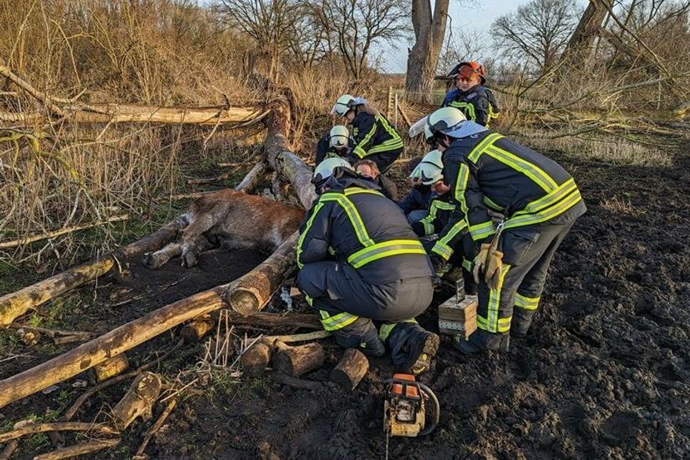 Das Pferd war unter einem Baum eingeklemmt und musste befreit werden.