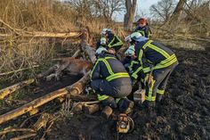 Das Pferd war unter einem Baum eingeklemmt und musste befreit werden.