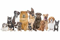 Am kommenden Wochenende findet im Strandpark in Timmendorfer Strand zum ersten Mal das „DOGs Hundefestival“ statt.