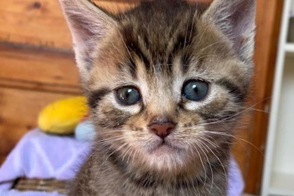 Elvis ist besonders menschenbezogen.