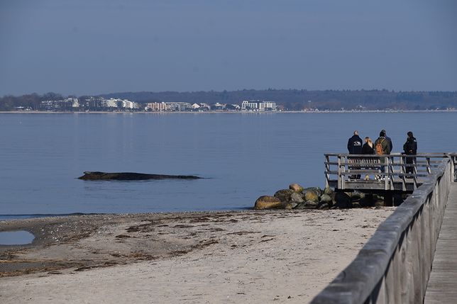 Buckelwal vor Niendorf/Ostsee gestrandet