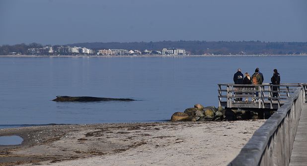 Buckelwal vor Niendorf/Ostsee gestrandet