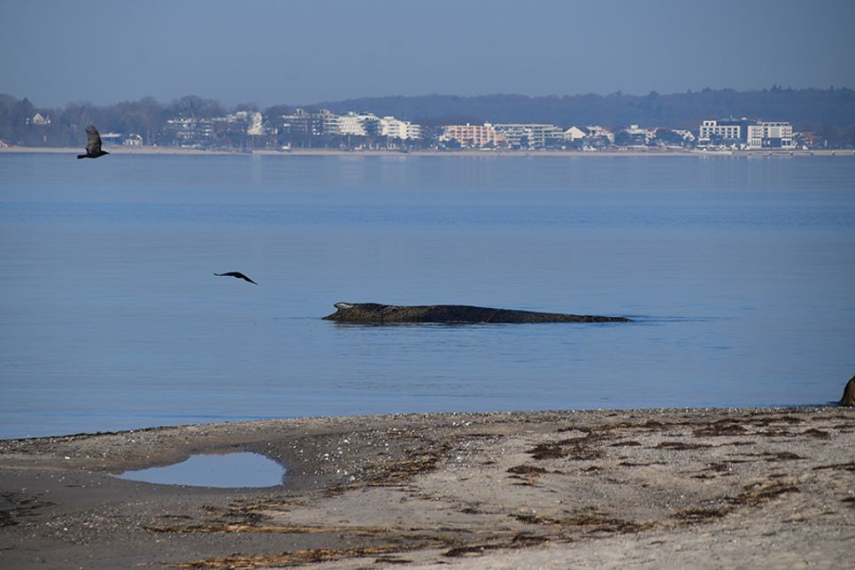 Buckelwal vor Niendorf/Ostsee gestrandet