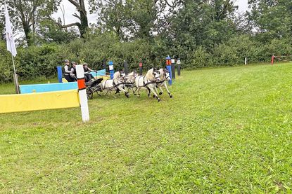 Teresa Lamp mit ihrem Ponyvierspänner im Hindernis auf dem Weg zum Sieg.