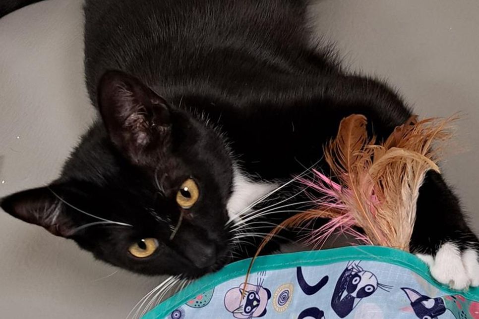 Beide Katzen sind verschmust und sehr menschenbezogen, sobald sie Vertrauen gefasst haben.