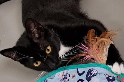 Beide Katzen sind verschmust und sehr menschenbezogen, sobald sie Vertrauen gefasst haben.