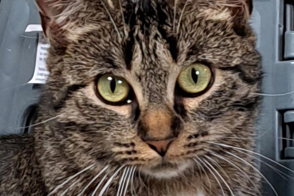 Die Katzen sind besonders lieb und zurückhaltend.