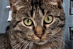 Die Katzen sind besonders lieb und zurückhaltend.