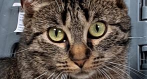Die Katzen sind besonders lieb und zurückhaltend.