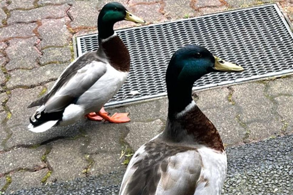 Einer dieser beiden Erpel hatte ein Geschoss mitten in seiner Brust.