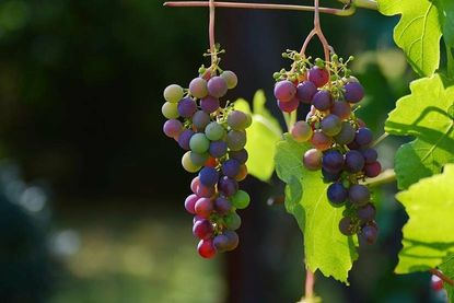 Unterschiedliche Trauben werden auch für unterschiedliche Weinarten verwendet.