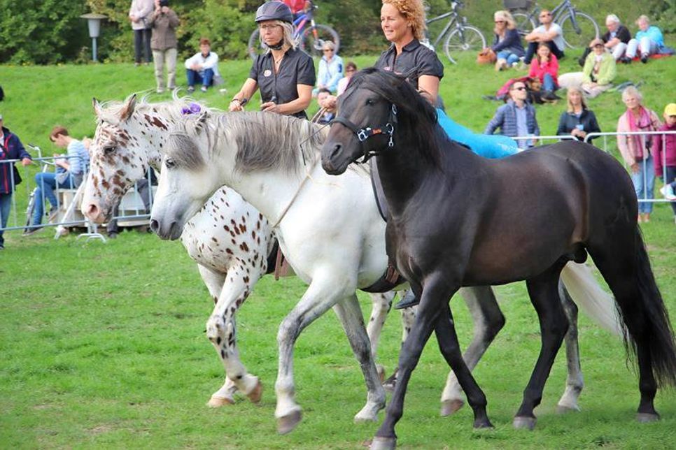 Wunderschöne Pferde bevölkerten die Südstrandwiese in Kellenhusen.