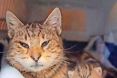 Diese etwas zwei bis drei Jahre alte, goldbraun getigerte Katze hat ihr Baby bei der Tierhilfe Ostholstein bekommen und sucht in Kürze ein liebevolles Zuhause. Noch muss sie circa drei bis vier Wochen bei ihrem Baby bleiben. Bei Interesse bitte mit der Tierhilfe unter Tel. 04561/16267 in Verbindung setzen. (red)