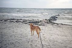 Anni Wdmnn schickte uns dieses Bild am vergangenen Samstag aus Grömitz. Sie traf mit ihrem Hund eine Robbe in der Nähe der Seebrücke.