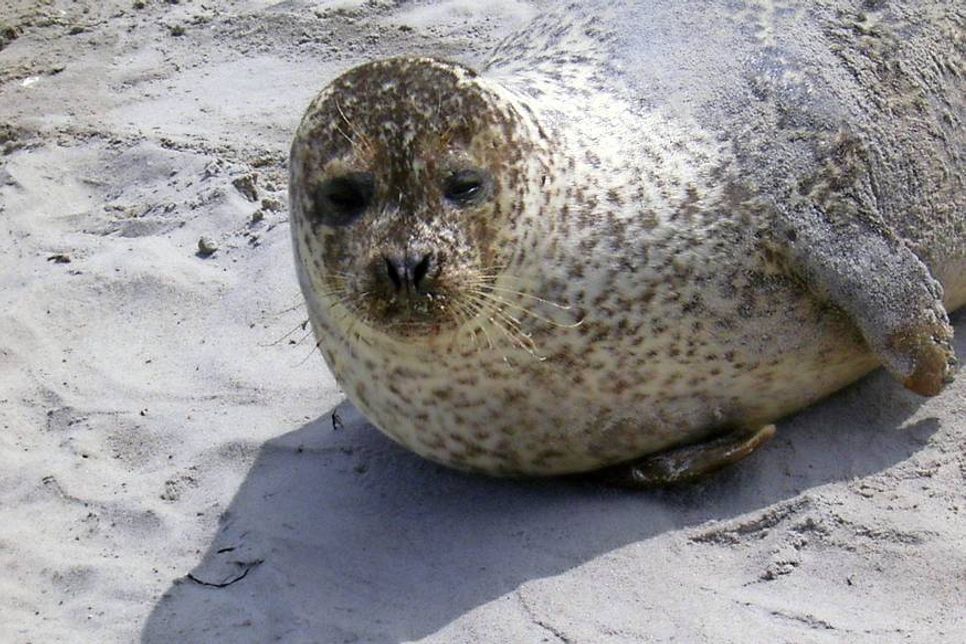 Familie Jehnichen traf diesen Meeressäuger in Scharbeutz.