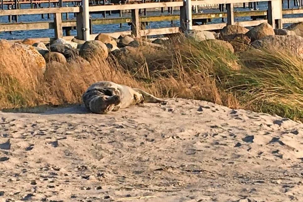 Kay Frank gelang dieser Schnappschuss in Grömitz an der Steilküste.