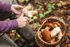 Beim Pilzesammeln ist im Kreis Ostholstein und Umgebung insbesondere in den nächsten Wochen besondere Vorsicht geboten, denn manche Pilze haben giftige Doppelgänger. (Foto: AOK/Colourbox/hfr.)