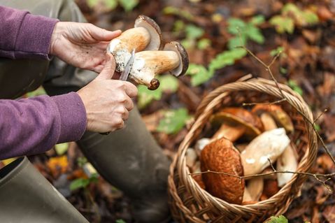 Beim Pilzesammeln ist im Kreis Ostholstein und Umgebung insbesondere in den nächsten Wochen besondere Vorsicht geboten, denn manche Pilze haben giftige Doppelgänger. (Foto: AOK/Colourbox/hfr.)