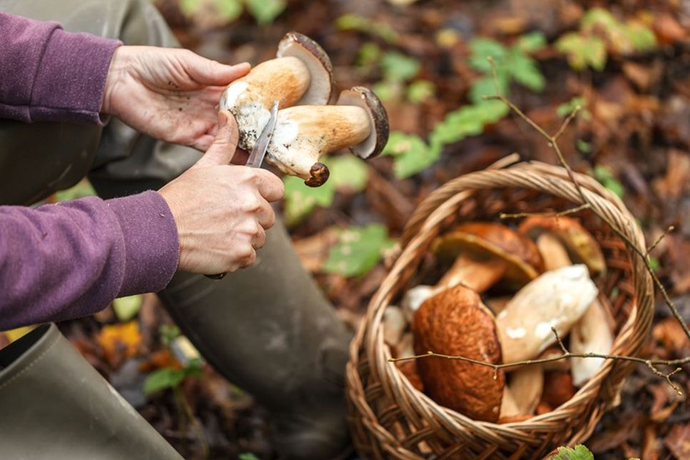 Beim Pilzesammeln ist im Kreis Ostholstein und Umgebung insbesondere in den nächsten Wochen besondere Vorsicht geboten, denn manche Pilze haben giftige Doppelgänger. (Foto: AOK/Colourbox/hfr.)