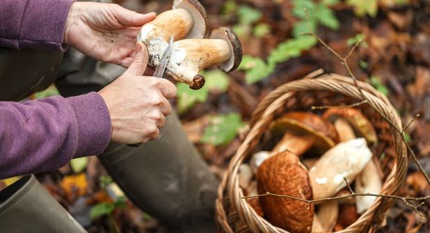 Beim Pilzesammeln ist im Kreis Ostholstein und Umgebung insbesondere in den nächsten Wochen besondere Vorsicht geboten, denn manche Pilze haben giftige Doppelgänger. (Foto: AOK/Colourbox/hfr.)