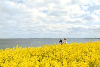 Die Tourismus-Agentur Lübecker Bucht bietet kostenfreie, geführte Radtouren entlang der Rapsblüte an. (Foto: www.luebecker-bucht-ostsee.de)