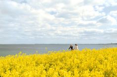 Die Tourismus-Agentur Lübecker Bucht bietet kostenfreie, geführte Radtouren entlang der Rapsblüte an. (Foto: www.luebecker-bucht-ostsee.de)