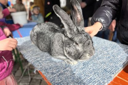 Außerdem bringt der Kaninchenzüchterverein U 107 echte Hasen mit.