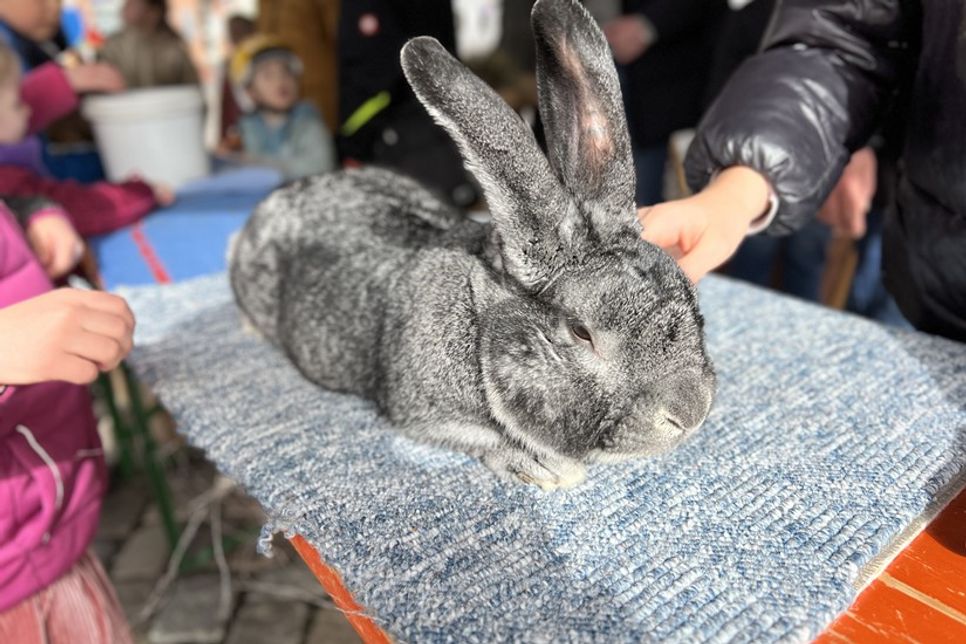 Außerdem bringt der Kaninchenzüchterverein U 107 echte Hasen mit.