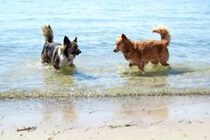 In der kühleren Jahreszeit sind uneingeschränkt alle Strandabschnitte für Hunde und Pferde zugänglich.