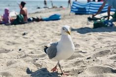 Der Tourismus im Land nimmt wieder Fahrt auf, wird aber von einer strengen Test-Strategie bestimmt.