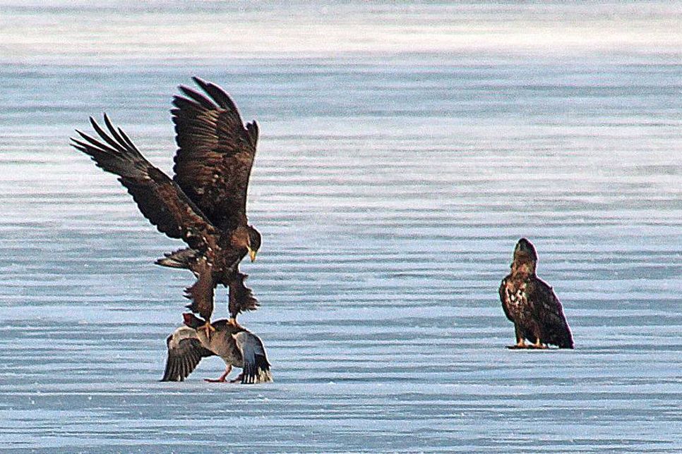 Die Gans war leichte Beute für die Seeadler. reporter-Leserin und Hobbyfotografin Claudia Blunck stellte dem reporter diese beeindruckenden Fotos zur Verfügung.