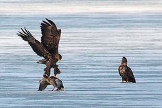Die Gans war leichte Beute für die Seeadler. reporter-Leserin und Hobbyfotografin Claudia Blunck stellte dem reporter diese beeindruckenden Fotos zur Verfügung.