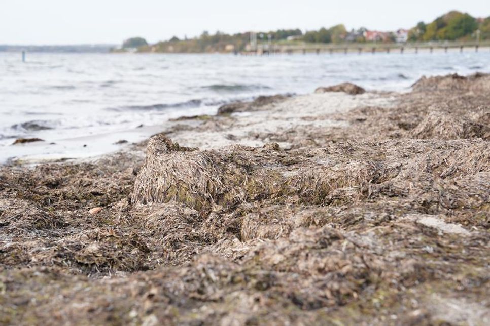 Übrigens entwickelt Seegras keinen Geruch, wohingegen Algen Faulgase bilden können, wenn sie länger am Strand liegen.