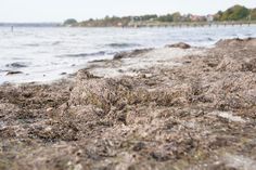 Übrigens entwickelt Seegras keinen Geruch, wohingegen Algen Faulgase bilden können, wenn sie länger am Strand liegen.